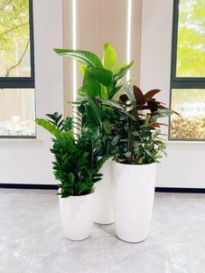 专业花卉租摆，宁波北仑打造多彩办公环境